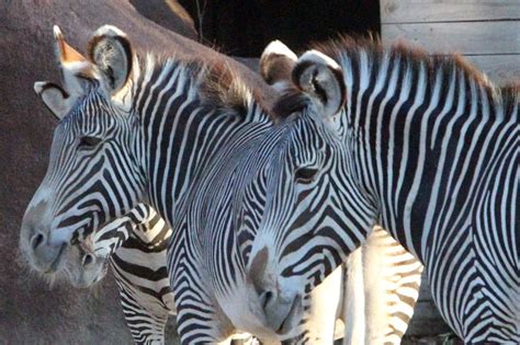 zebras have striped figgerits|How Evolution Explains Zebra Stripes .